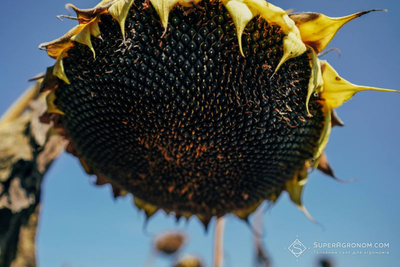 Ви зараз переглядаєте Урожай соняшнику 2025 не покриє потужностей переробної індустрії — Spike Brokers