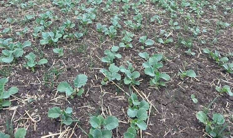 Ви зараз переглядаєте В Україні відновилось зміцнення цін на ріпак