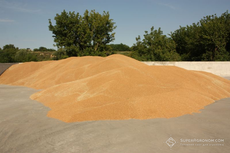 Ви зараз переглядаєте В Україні виробництво продукції рослинництва впало на 16,4% — Держстат