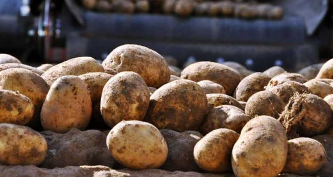 Ви зараз переглядаєте В Україні за два роки запрацює завод з виробництва картоплі фрі