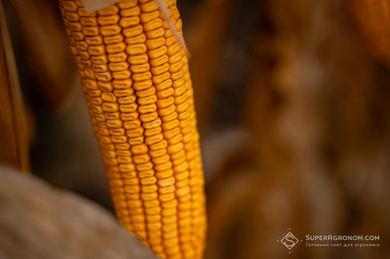Ви зараз переглядаєте Валовий збір кукурудзи в Україні може сягнути 32 млн тонн: що буде з цінами — розповіли аналітики
