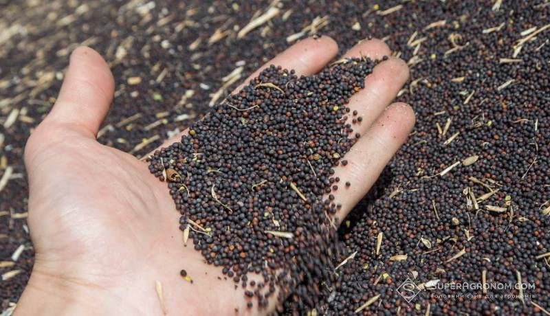 Ви зараз переглядаєте Виробники ріпаку не поспішають продавати урожай, бо ціни на нього у переробників наразі нижчі на 30-40$ від потенційних експортних