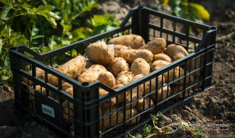Ви зараз переглядаєте Високий урожай картоплі в Європі тисне на ціни на українському ринку — аграрій