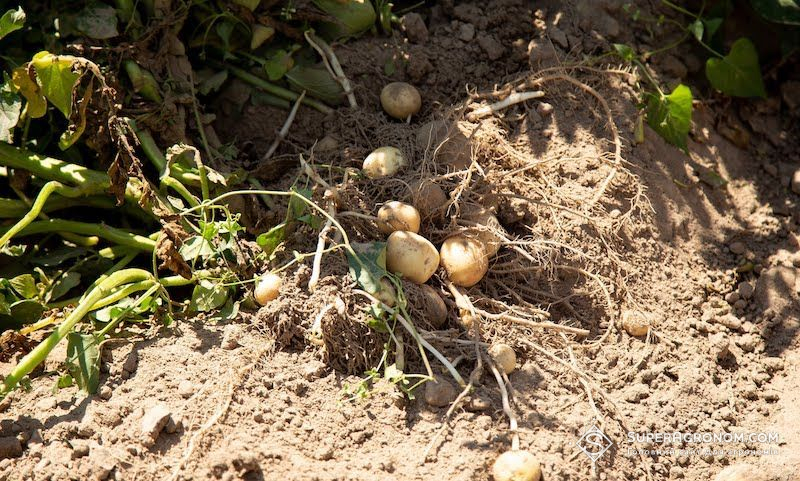 Ви зараз переглядаєте Збирання картоплі завершують на Рівненщині, урожайність 17,7 т/га