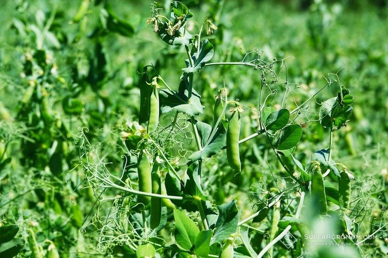 Ви зараз переглядаєте Зменшення застосування оранки та озимий горох для півдня обирають в Агротрейд