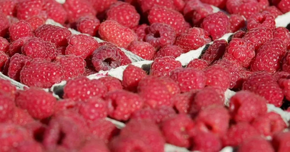 Ви зараз переглядаєте Українська малина успішно підкорює ЄС, Північну Америку та Азію