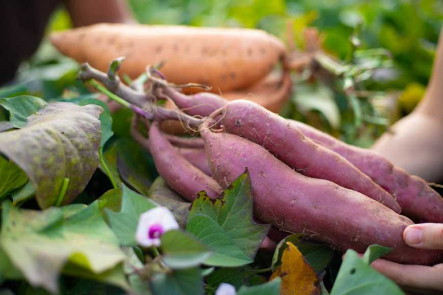 Ви зараз переглядаєте Експерти назвали овочі, виробництво яких в Україні зростає найбільше