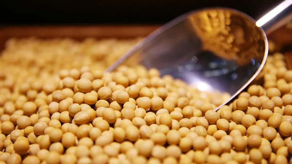 Ви зараз переглядаєте Українська соя продовжує дорожчати