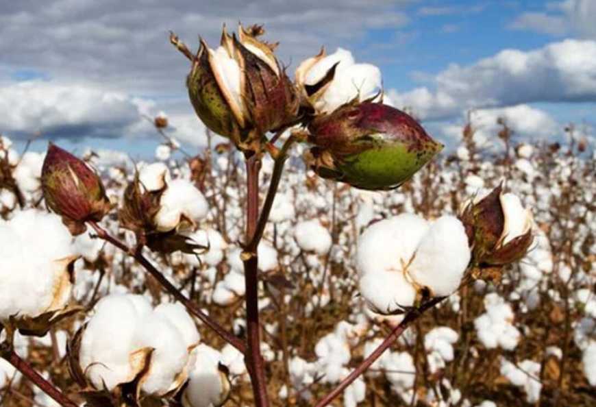 Ви зараз переглядаєте На Одещині цьогоріч вирощували не чотири, а 22 сорти бавовника