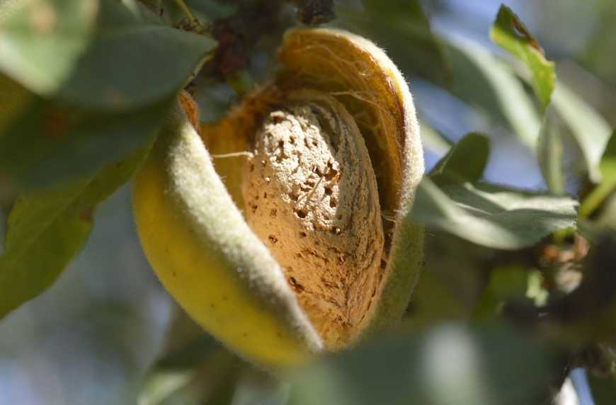 Ви зараз переглядаєте В Україні можуть з’явитися промислові сади мигдалю