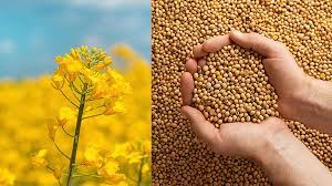 Ви зараз переглядаєте Нові правила експорту сої та ріпаку: як аграріям отримати пільгу