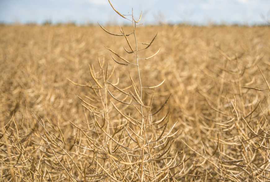 Ви зараз переглядаєте Ріпак: врожайність по Україні знизилась на 17,6% відносно минулого сезону