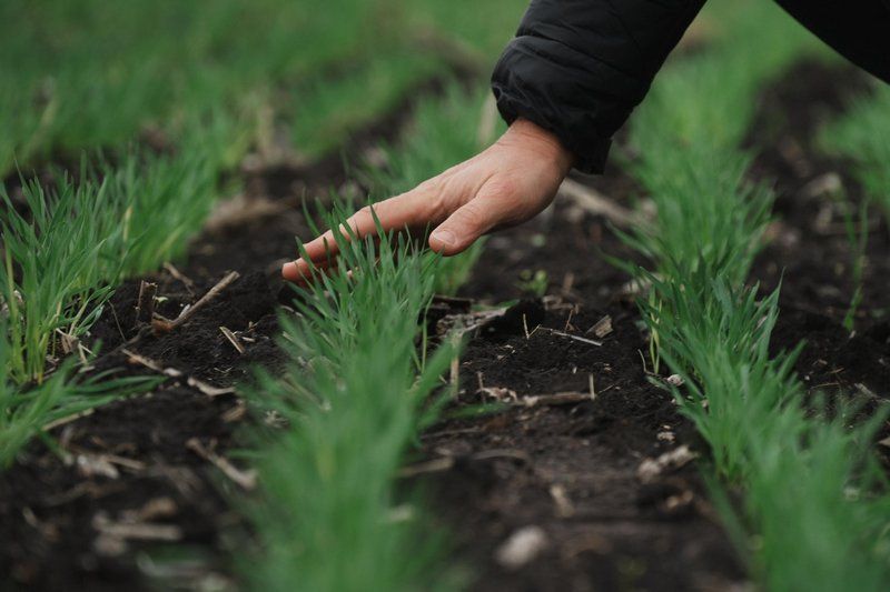 Ви зараз переглядаєте 240 га під озиму пшеницю: аграрій розповів про умови роботи на прикордонній Харківщині