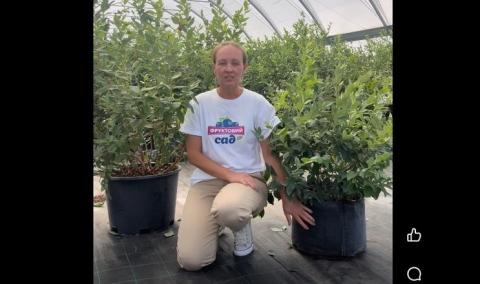 Ви зараз переглядаєте Компанія з Київщини почала вирощувати лохину на гідропониці