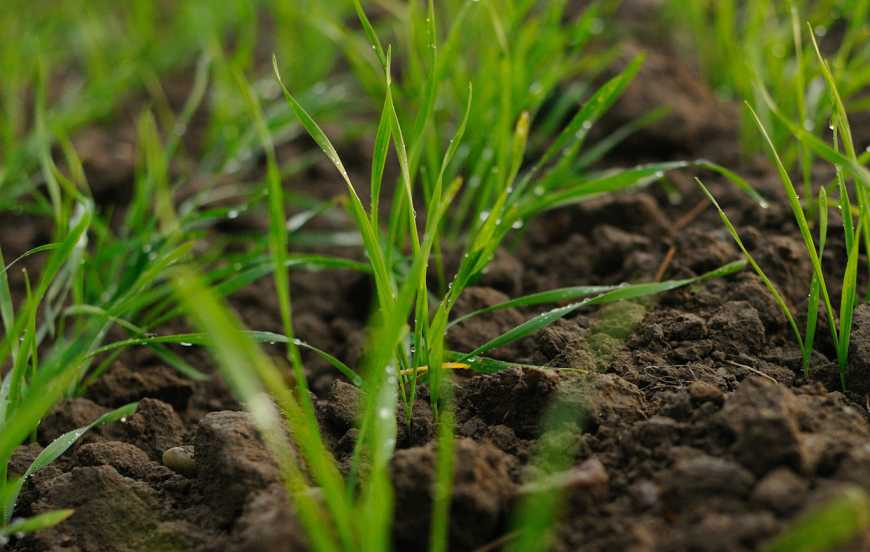 Ви зараз переглядаєте Укргідрометеоцентр: погодні умови в Україні були сприятливими для розвитку озимих культур