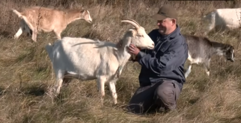 Ви зараз переглядаєте Фермер з Волині виготовляє понад 30 авторських сирів з козиного молока
