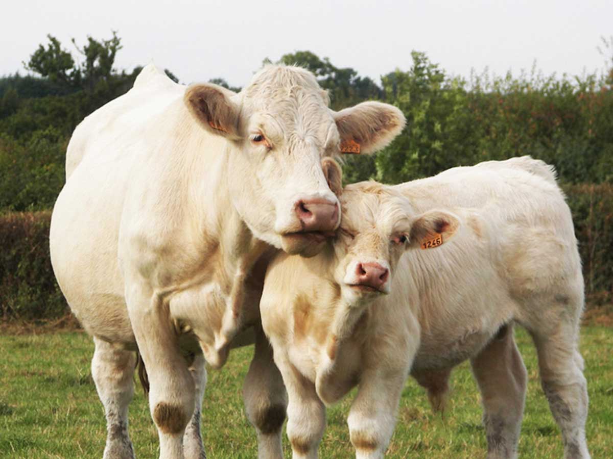 Ви зараз переглядаєте В Україні стає вигідно вирощувати ВРХ