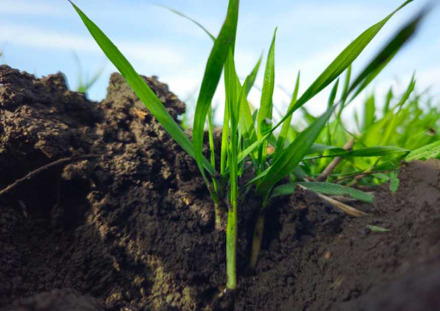 Ви зараз переглядаєте Осіння посівна-2025: дев’ять областей в Україні завершили сівбу озимих зернових