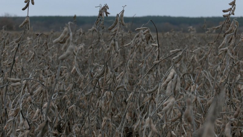 Ви зараз переглядаєте Черкаські аграрії завершують збір сої