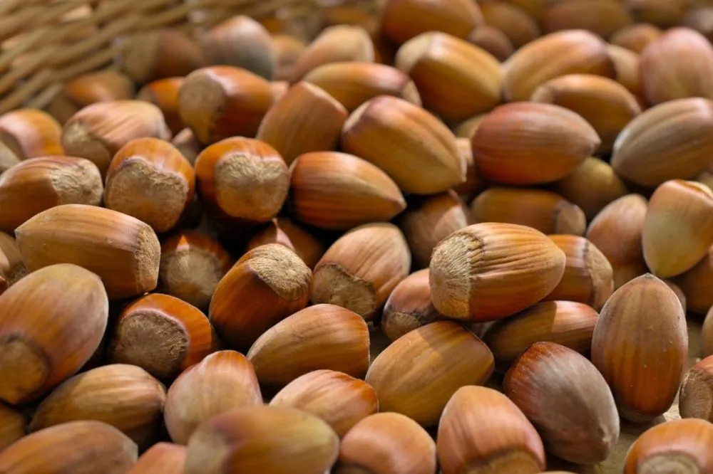 Ви зараз переглядаєте На Волині фермер отримав грант на переробку фундука і розвиває власну справу