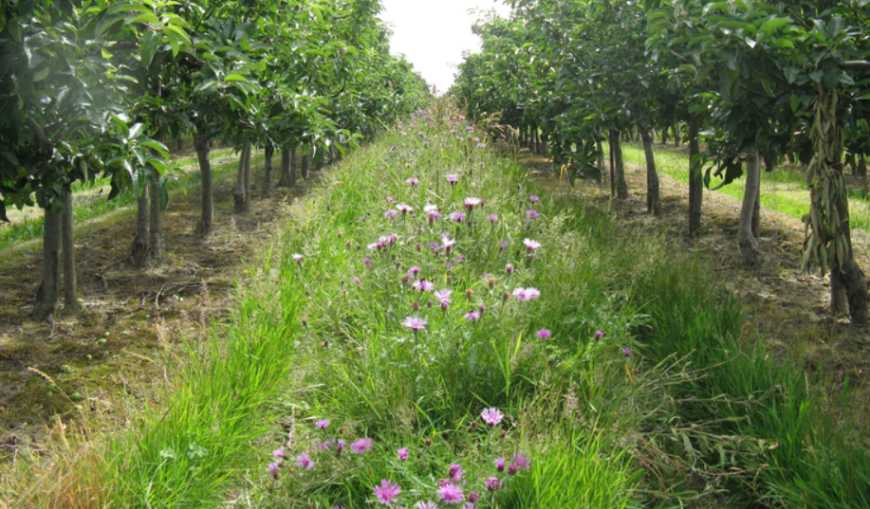 Ви зараз переглядаєте Сучасний лісосад створюють фермери на базі існуючого саду на Сумщині