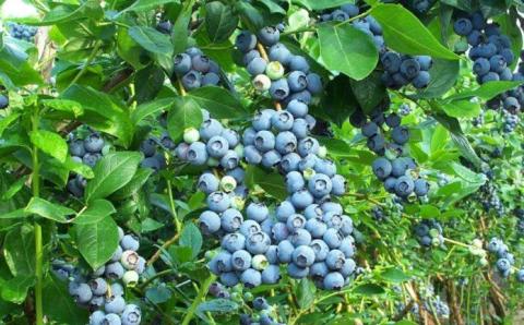 Ви зараз переглядаєте Ягідна компанія з Житомирщини залучає сезонних працівників з Азії для збору врожаю