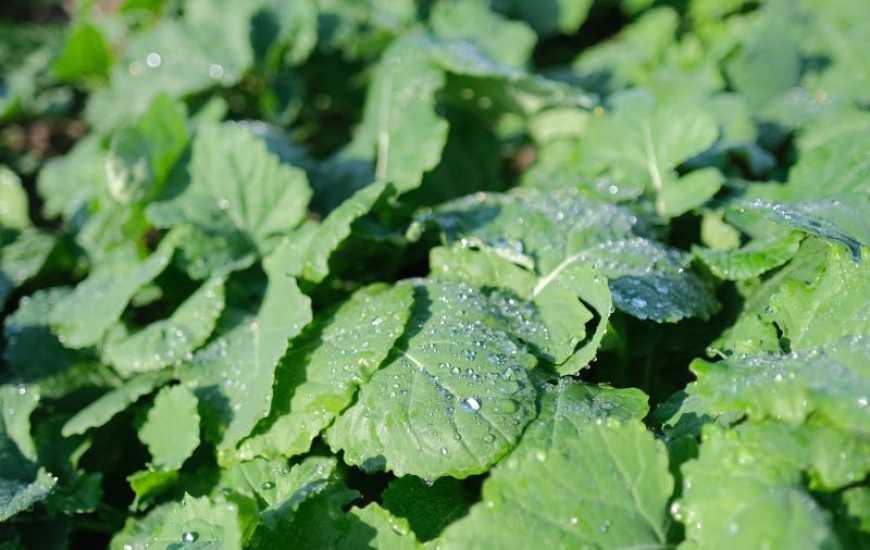 Ви зараз переглядаєте Контроль лускокрилих видів у ріпаку