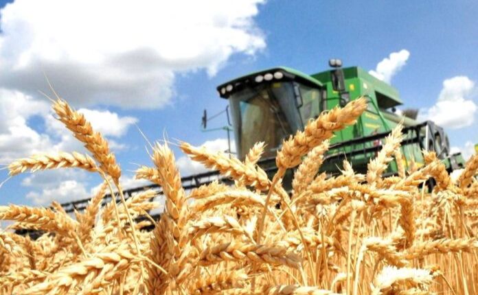 Ви зараз переглядаєте В Україні аграрії зібрали майже 48 млн т зернових культур