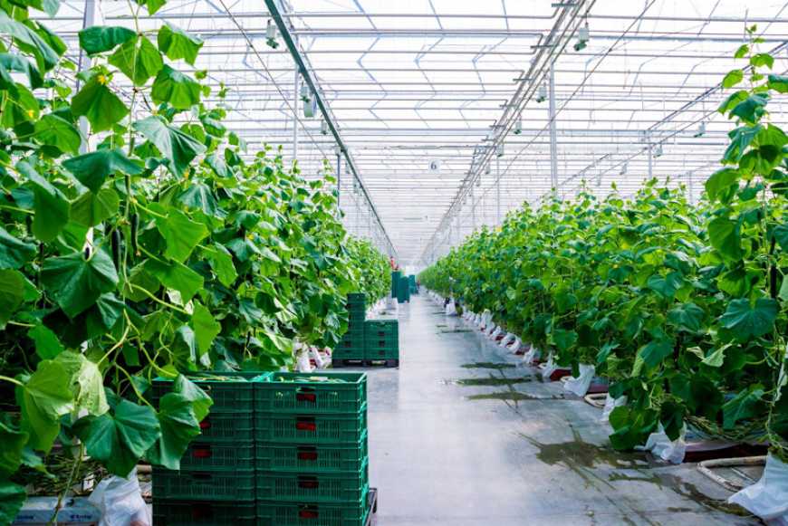 Ви зараз переглядаєте З кожним роком кількість теплиць в Україні зростатиме – експерт