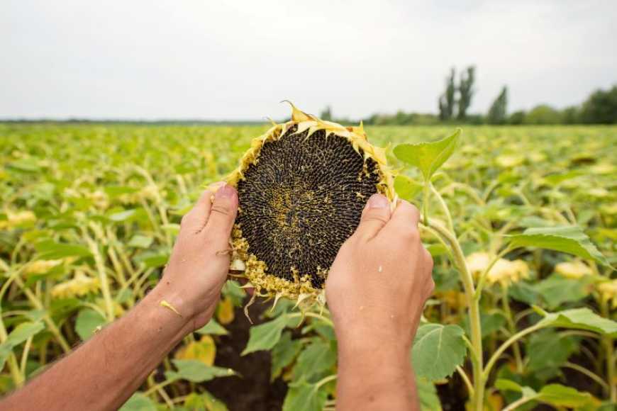 Ви зараз переглядаєте «Сингента» та «LNZ Group» оголошують стратегічне партнерство в сфері постачання гібридів соняшнику та кукурудзи