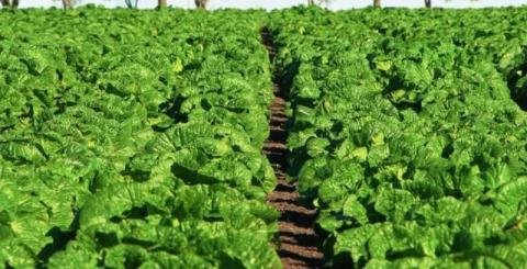 Ви зараз переглядаєте Овочівник з Одещини почав вирощувати пекінську капусту замість помідорів, буряку та цибулі