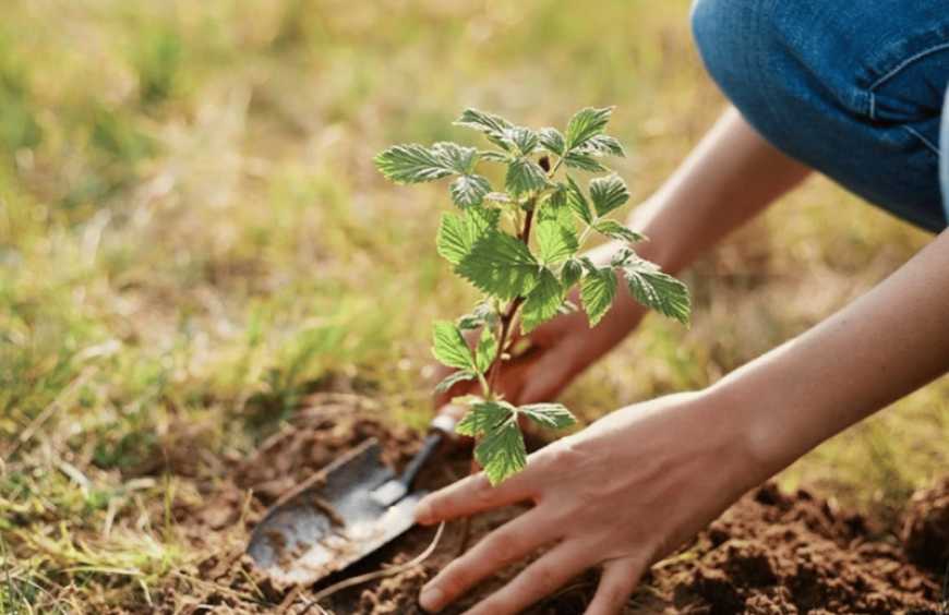 Ви зараз переглядаєте Півкілометровий малиновий сад закладає аграрний ліцей на Сумщині