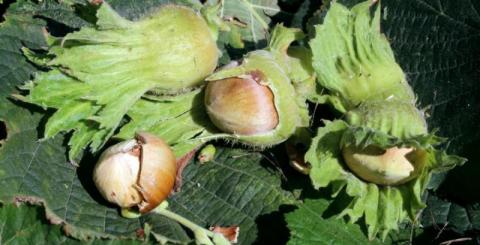 Ви зараз переглядаєте Дібрівка Агросервіс скоротила ягідні насадження та заклала фундуковий сад