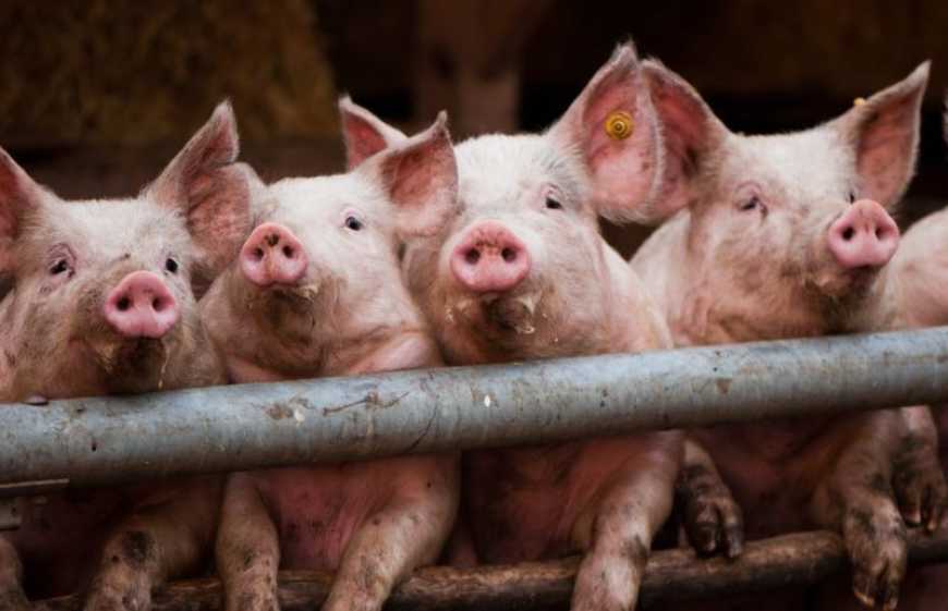 Ви зараз переглядаєте Ринок живця: ціни в Україні почали відновлюватися