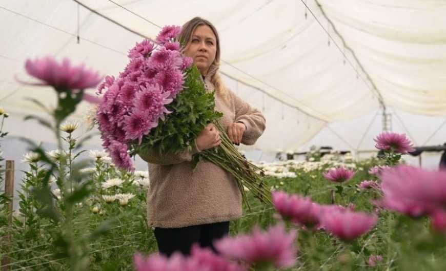 Ви зараз переглядаєте На Черкащині родина вирощує в теплиці хризантеми