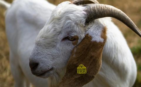 Ви зараз переглядаєте У Київській області кози на фермі «Бабині кози» утримуються за унікальними принципами