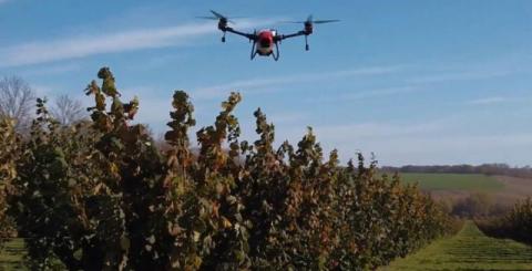 Ви зараз переглядаєте Запилення фундука квадрокоптером збільшує врожайність на 30% — досвід