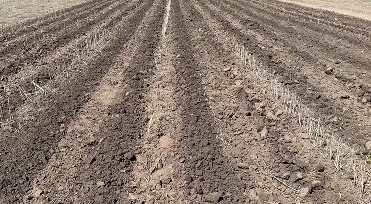 Оприлюднено результати дослідження різних технологій ґрунтообробітку при вирощуванні кукурудзи4