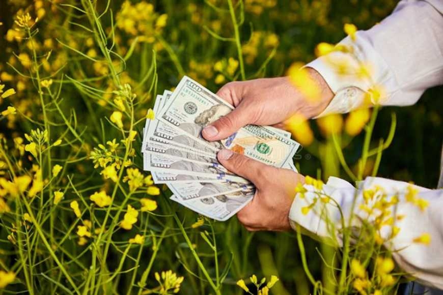 Ви зараз переглядаєте Стало відомо, як на українському ринку  змінились ціни на ріпак