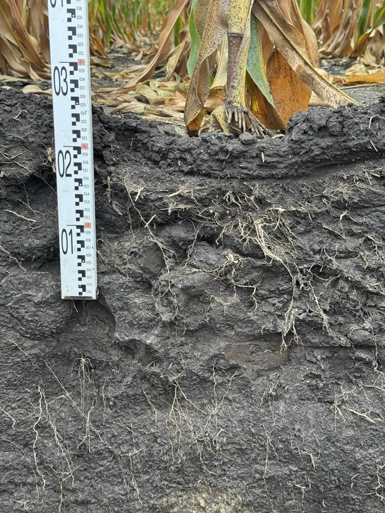 Оприлюднено результати дослідження різних технологій ґрунтообробітку при вирощуванні кукурудзи2