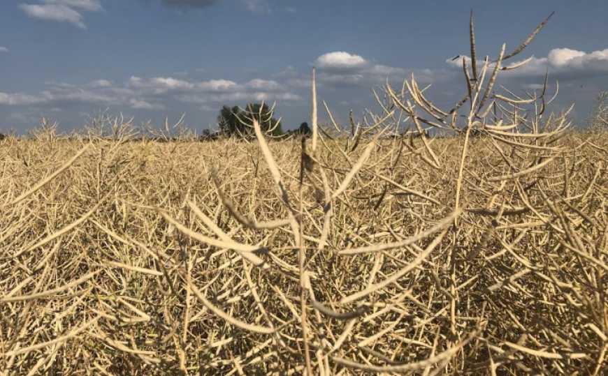 Ви зараз переглядаєте Ринок ріпаку: ціни в Україні залишаються під тиском низького попиту з боку ЄС