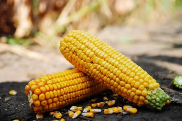 Ви зараз переглядаєте Україна вийшла у лідери експортерів кукурудзи в ЄС