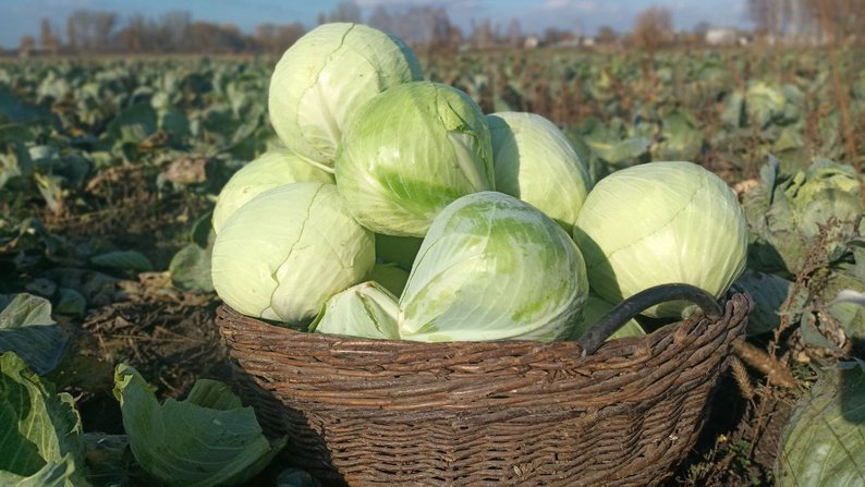 Ви зараз переглядаєте На Волині подружжя виростило півсотні соток капусти та продовжує справу сина, який пішов на фронт