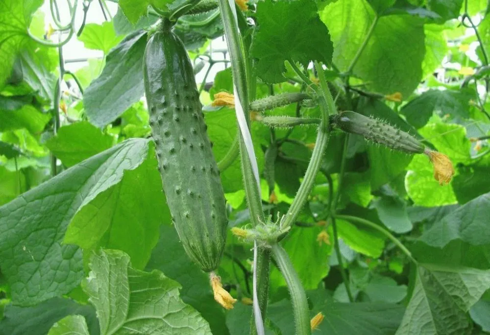 Ви зараз переглядаєте В Україні зросли ціни на тепличні огірки