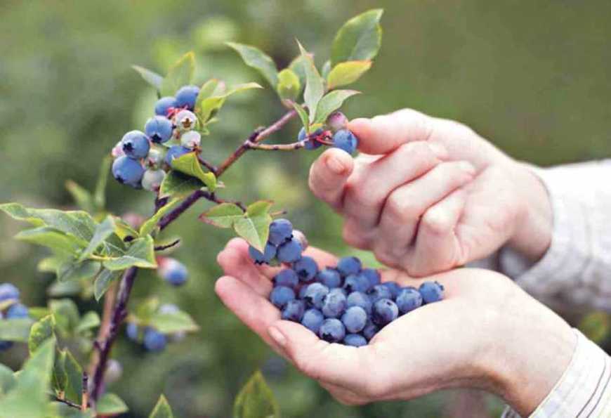 Ви зараз переглядаєте На Київщині почали вирощувати лохину на гідропоніці