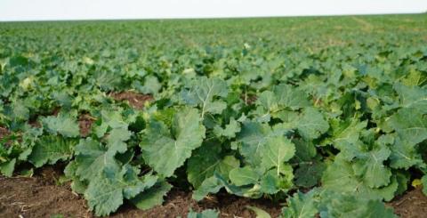 Ви зараз переглядаєте Агрометеорологічні умови спричинили сповільнення вегетації озимих культур