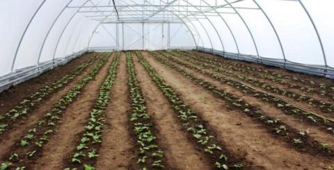 Ви зараз переглядаєте Огірки в монокультурі: досвідом вирощування поділились на Полтавщині