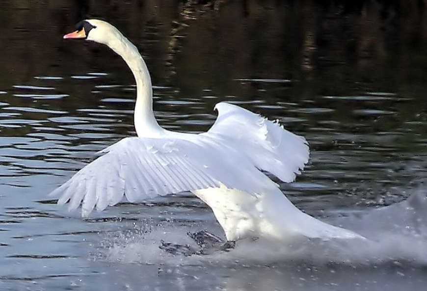 Ви зараз переглядаєте Грип птиці: на Київщині зафіксували спалах у лебедів