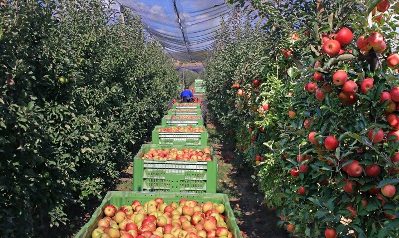 Ви зараз переглядаєте Аграріям порадили споссіб контролю мишоподібних гризунів в посівах озимих та садах