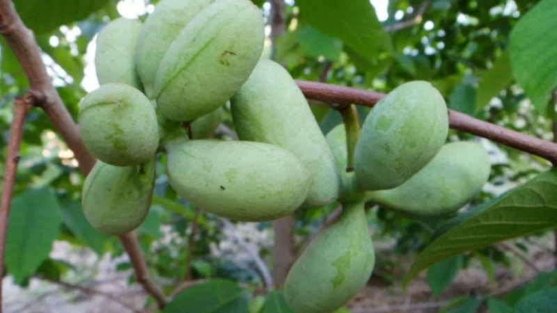 Ви зараз переглядаєте Азиміна трилопатева має перспективи для вирощування в Україні